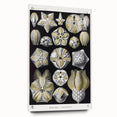 Modern Wall Art - Blastoidea by Ernst Haeckel - Vintage Botanical Print