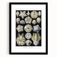 Modern Wall Art - Blastoidea by Ernst Haeckel - Vintage Botanical Print