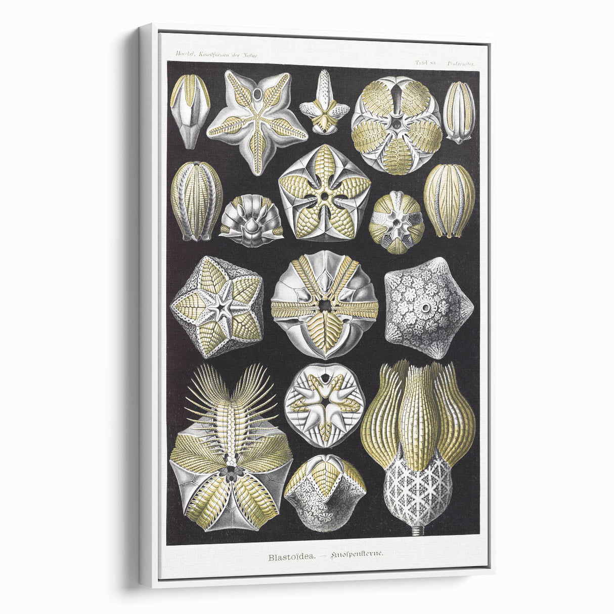 Modern Wall Art - Blastoidea by Ernst Haeckel - Vintage Botanical Print
