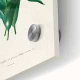 Romanticism Art: Didier's Tulip by D’Orbigny - Botanical Canvas Print