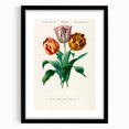 Romanticism Art: Didier's Tulip by D’Orbigny - Botanical Canvas Print