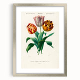 Romanticism Art: Didier's Tulip by D’Orbigny - Botanical Canvas Print