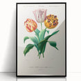 Romanticism Art: Didier's Tulip by D’Orbigny - Botanical Canvas Print