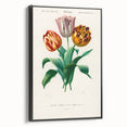 Romanticism Art: Didier's Tulip by D’Orbigny - Botanical Canvas Print