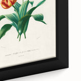 Romanticism Art: Didier's Tulip by D’Orbigny - Botanical Canvas Print