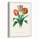 Romanticism Art: Didier's Tulip by D’Orbigny - Botanical Canvas Print
