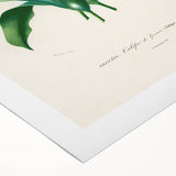 Romanticism Art: Didier's Tulip by D’Orbigny - Botanical Canvas Print