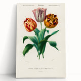 Romanticism Art: Didier's Tulip by D’Orbigny - Botanical Canvas Print