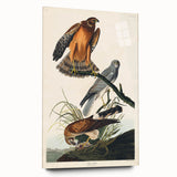 Romanticism Art: Marsh Hawk from Birds of America - Historical Canvas
