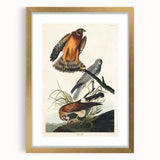 Romanticism Art: Marsh Hawk from Birds of America - Historical Canvas