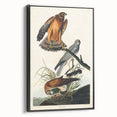 Romanticism Art: Marsh Hawk from Birds of America - Historical Canvas