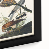 Romanticism Art: Marsh Hawk from Birds of America - Historical Canvas