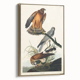 Romanticism Art: Marsh Hawk from Birds of America - Historical Canvas