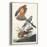 Romanticism Art: Marsh Hawk from Birds of America - Historical Canvas