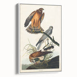 Romanticism Art: Marsh Hawk from Birds of America - Historical Canvas