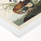 Romanticism Art: Marsh Hawk from Birds of America - Historical Canvas