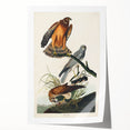 Romanticism Art: Marsh Hawk from Birds of America - Historical Canvas