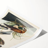 Romanticism Art: Marsh Hawk from Birds of America - Historical Canvas