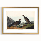 Romanticism Art: Dusky Grouse by John Audubon - Classic Canvas Print