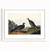 Romanticism Art: Dusky Grouse by John Audubon - Classic Canvas Print