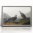 Romanticism Art: Dusky Grouse by John Audubon - Classic Canvas Print