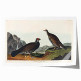 Romanticism Art: Dusky Grouse by John Audubon - Classic Canvas Print