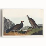 Romanticism Art: Dusky Grouse by John Audubon - Classic Canvas Print