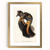 Romanticism Art: Cassowary Illustration by Elizabeth Gould - Exotic Print