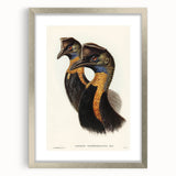 Romanticism Art: Cassowary Illustration by Elizabeth Gould - Exotic Print