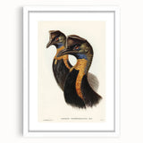 Romanticism Art: Cassowary Illustration by Elizabeth Gould - Exotic Print
