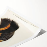 Romanticism Art: Cassowary Illustration by Elizabeth Gould - Exotic Print