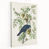 Romanticism Art: American Crow by Audubon - Nature-Inspired Print