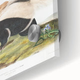 Romanticism Art: Large-tailed Skunk by Audubon - Nature-Inspired Print