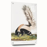 Romanticism Art: Large-tailed Skunk by Audubon - Nature-Inspired Print