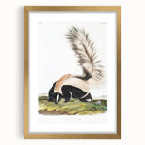 Romanticism Art: Large-tailed Skunk by Audubon - Nature-Inspired Print