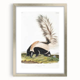 Romanticism Art: Large-tailed Skunk by Audubon - Nature-Inspired Print