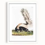 Romanticism Art: Large-tailed Skunk by Audubon - Nature-Inspired Print