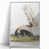 Romanticism Art: Large-tailed Skunk by Audubon - Nature-Inspired Print