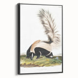 Romanticism Art: Large-tailed Skunk by Audubon - Nature-Inspired Print