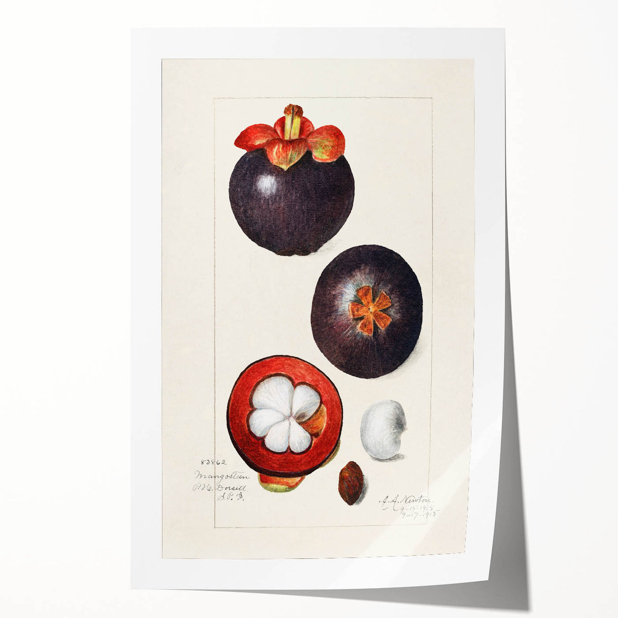 Extra large rolled print of assorted fruits in vibrant colors, ideal for art wall dining room or bathroom.