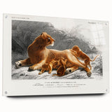 Romanticism Art: Lioness with Cubs by D’Orbigny - Wildlife Canvas