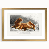 Romanticism Art: Lioness with Cubs by D’Orbigny - Wildlife Canvas