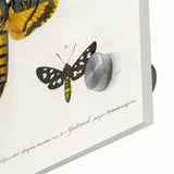 Romanticism Art: Moth Collection by D’Orbigny - Entomology Canvas Print