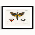 Romanticism Art: Moth Collection by D’Orbigny - Entomology Canvas Print