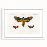 Romanticism Art: Moth Collection by D’Orbigny - Entomology Canvas Print