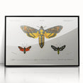 Romanticism Art: Moth Collection by D’Orbigny - Entomology Canvas Print