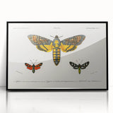 Romanticism Art: Moth Collection by D’Orbigny - Entomology Canvas Print