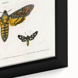 Romanticism Art: Moth Collection by D’Orbigny - Entomology Canvas Print