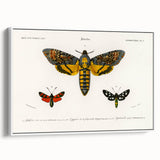 Romanticism Art: Moth Collection by D’Orbigny - Entomology Canvas Print