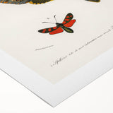 Romanticism Art: Moth Collection by D’Orbigny - Entomology Canvas Print